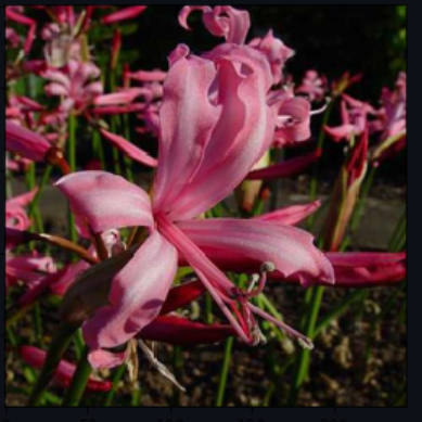 Flower Species Classifier